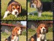 ADORABLES CHIOTS BEAGLES