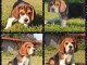 Dons Chiots Beagle Disponibles Femelles et Mâles