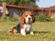 Dons Chiots Beagle Disponibles Femelles et Mâles