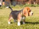 Dons Chiots Beagle Disponibles Femelles et Mâles