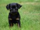 Chiots Petit brabançon disponibles de suite 