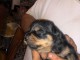 5 chiot rottweiler a la recherche d