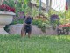Berger Belge Malinois
