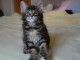 Chatons maine coon male et femelle