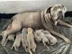 CHIOTS CANE CORSO A DONNER