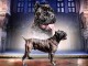 Cane Corso garçon à vendre