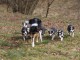 Chiots Border Collie A Donner