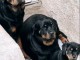 Chiot Rottweiler Luxewmbourg Ville