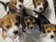 Magnifiques Chiots d’apparence BeaglesDisponible de suite… Si vou