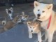 Chiots  Akita Inu a Donner