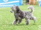 Caniche chiot a vendre