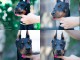 Dobermann chiots à vendre