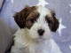 Bichon havanais chiots