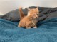 Chaton Maine coon pour adoption 