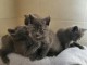 Chatons Chartreux a donner