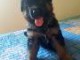 A donner Chiot Berger allemand