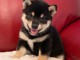 ADORABLE SHIBA INU EN ADOPTION