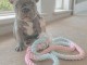 Chiot Bouledogue Français femelle a donner