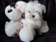 Magnifiques chiots Bichon maltais LOF