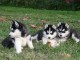 Superbes chiots Husky de siberie