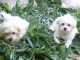 Chiot de race Bichon maltais