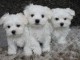 Chiots bichon maltais