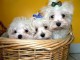 Chiots bichon maltais non lof disponible