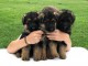 Chiots berger allemand LOF