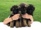  Chiots berger allemand