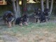 magnifiques chiots Berger Allemand