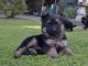 Chiots berger allemand