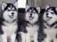 Chiots Siberian Husky