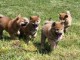 chiots Shiba Inu  LOF dispo