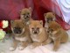 Chiots Shiba Inu mâles et femelles LOF 