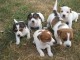 Chiots jack russel mâles et femelles 