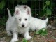 chiots westie LOF.....