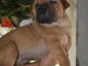 Shar Peï chiots à vendre