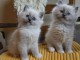 Magnifiques chatons Ragdoll a donner 