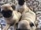 Chiots carlin femelle et  male