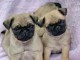 Adorables Chiots Carlins LOF