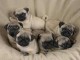 Chiots Carlins Inscrit Au LOF