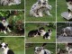 chiots berger australien lof