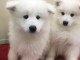 Superbes chiots samoyede