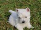 Chiots Westie a donner