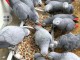 magnifiques bébés perroquets gris du Gabon