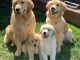 Magnifiques Chiots D’apparence Goldens Retriever 