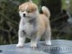 Magnifique chiot akita inu a donner 