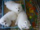 A donner chiots samoyede