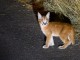 Magnifiques chatons Savannah et caracal