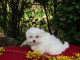 magnifique bichon maltais a donner contre bon soin